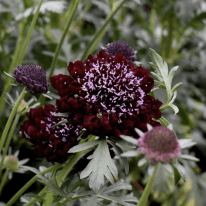 Dark maroon flowers with delicate white centers in a garden setting.